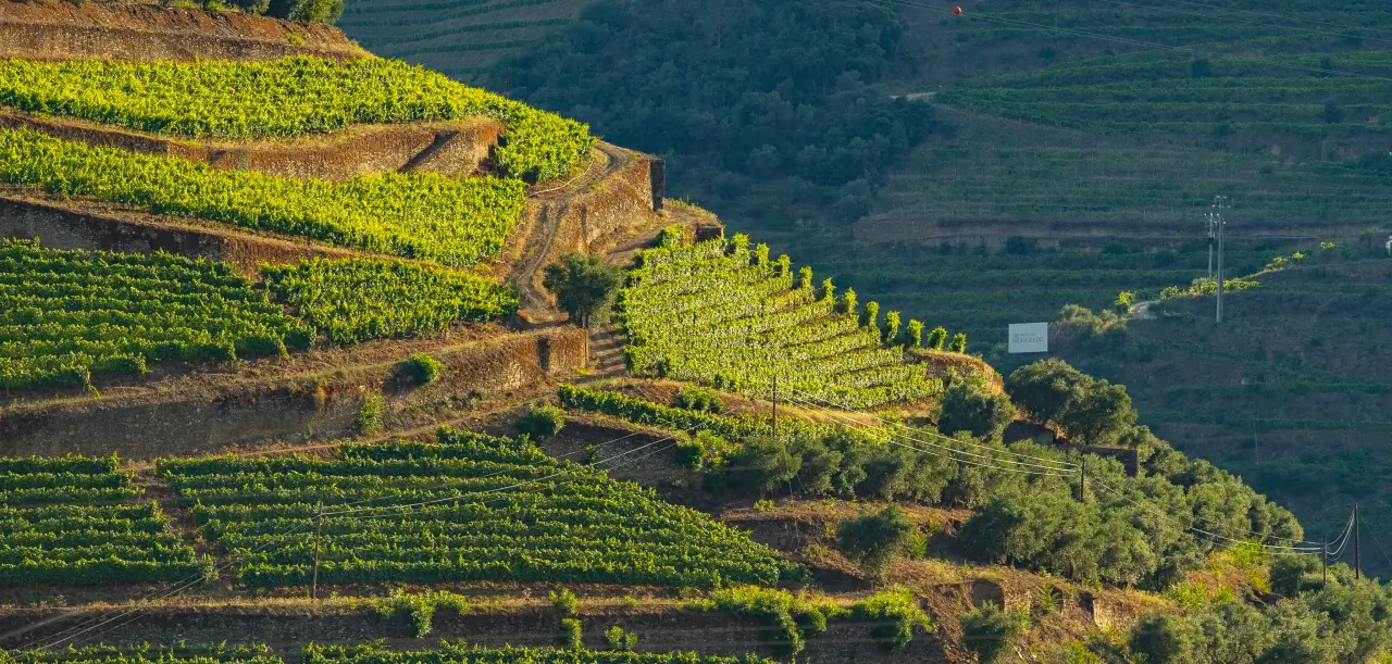 douro-imagem-da-quinta-das-carvalha-comp